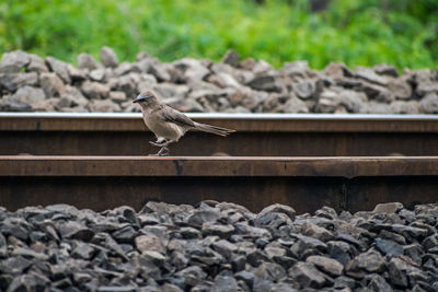 Bird perching on rock