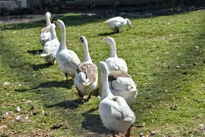 White swans on grass