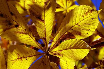 Close-up of yellow leaves