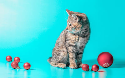 Close-up of cat against blue background