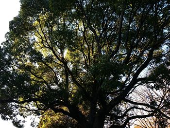 Low angle view of trees