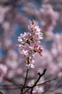 Close-up of pink cherry blossom