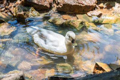 White duck swim in pond, animal concept