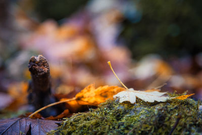 Close-up of dry leaves on plant during winter