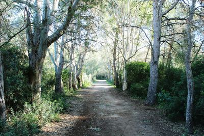 Footpath amidst trees in forest