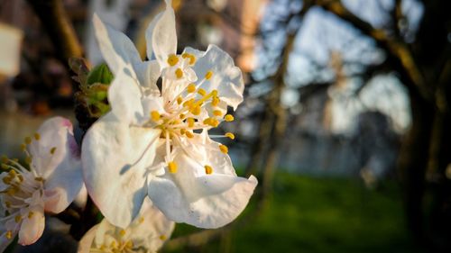 Close-up of flowers blooming outdoors