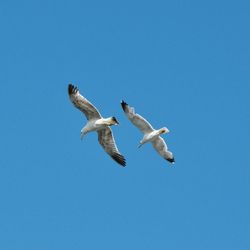 Low angle view of seagulls flying against clear blue sky