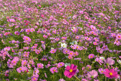Close-up of pink flowering plants on field