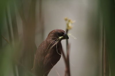 Close-up of a bird