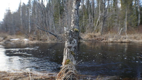 Scenic view of river flowing in forest