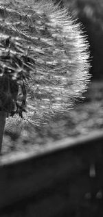 Close-up of water drops on plants