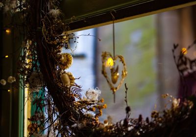 Chepherd's heart, close-up of illuminated hanging from tree