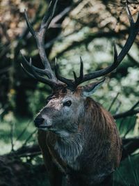 Close-up of deer on field