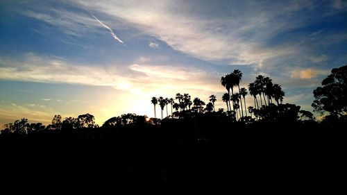 Silhouette of trees at sunset