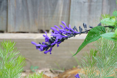 Close-up of purple flowering plant