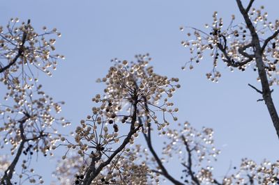 Low angle view of cherry blossoms against clear sky