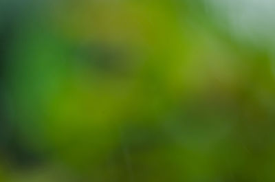 Defocused image of green leaf