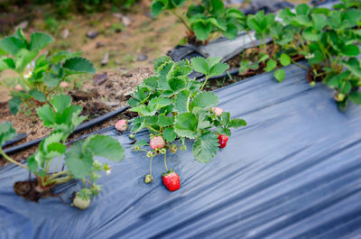 High angle view of plants growing on plant