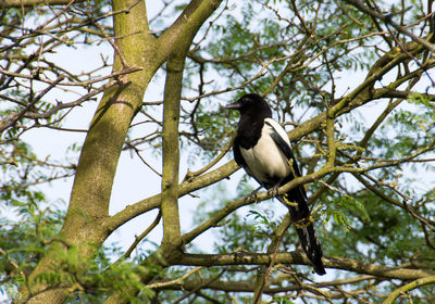 Low angle view of bird perching on tree