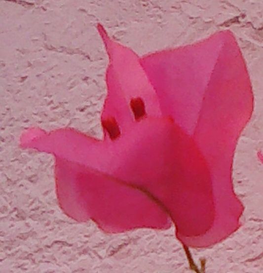 CLOSE-UP OF PINK LEAF