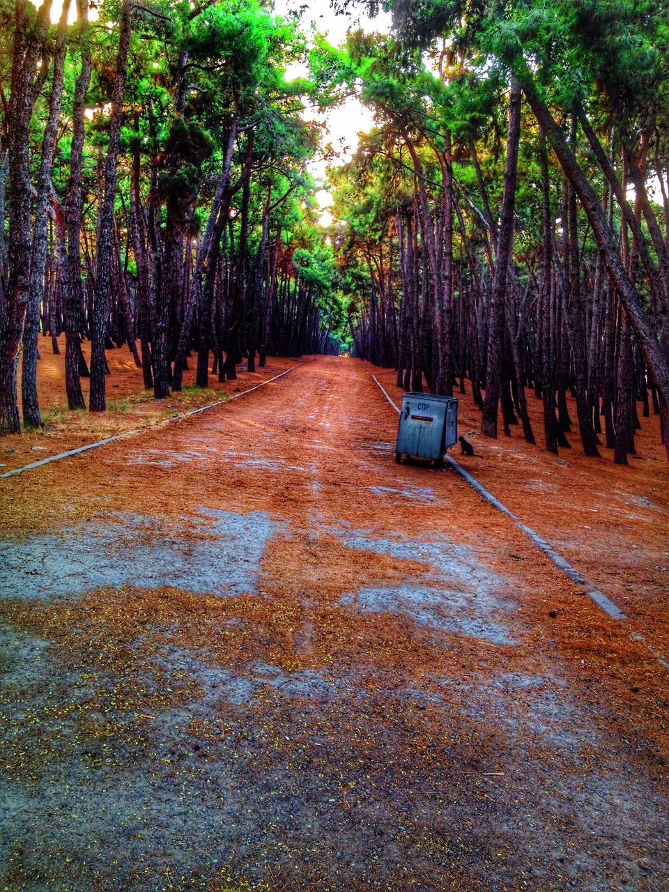 tree, the way forward, forest, tranquility, growth, nature, tree trunk, tranquil scene, diminishing perspective, footpath, park - man made space, sunlight, leaf, outdoors, woodland, beauty in nature, day, no people, surface level, scenics