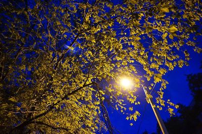 Low angle view of trees against sky