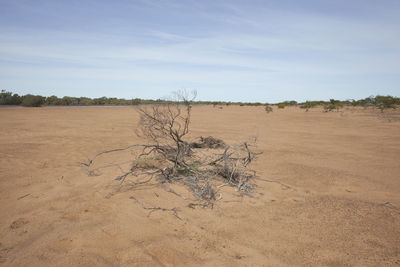 Fallen tree on field against sky