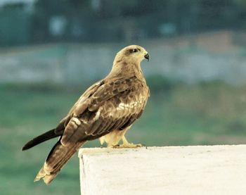 Close-up of bird perching on a wall