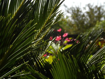 Close-up of wet plant with red leaves