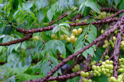 Star gooseberry is a fruit that is sour.