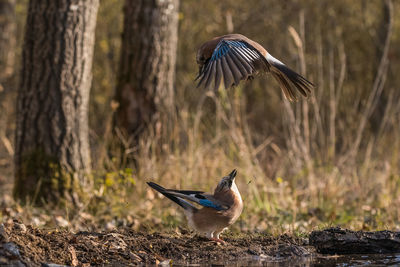 Bird flying over a field