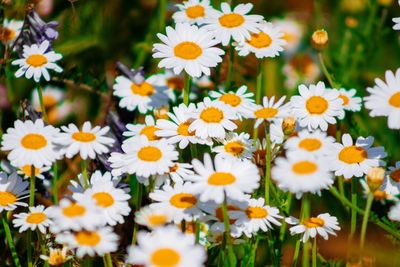 Close-up of white daisy flowers