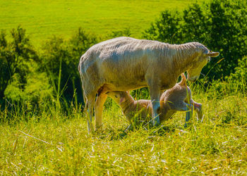 Sheep grazing in a field