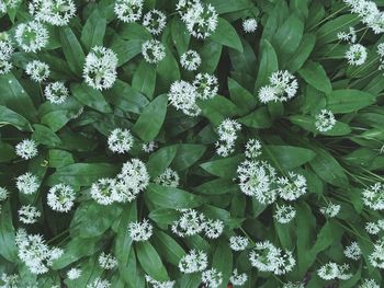 High angle view of white flowering plants