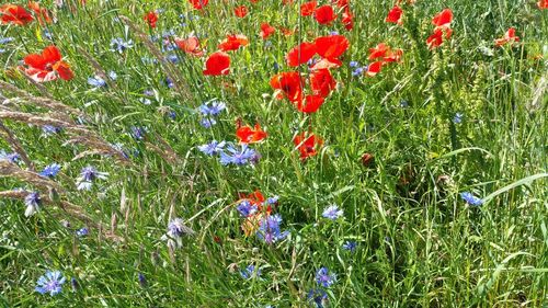 Close-up of poppy flowers in field