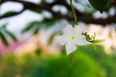 Close-up of white cherry blossoms