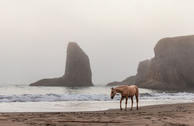 Horse on beach against clear sky