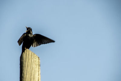 Low angle view of bird flying against sky