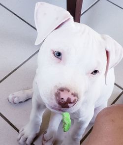 Close-up portrait of white dog