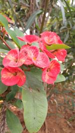 Close-up of pink flowers blooming outdoors