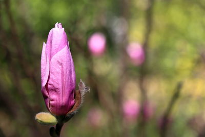 Close-up of pink flower