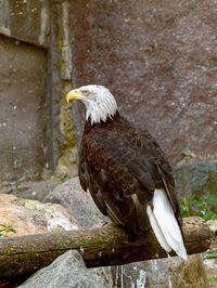 Bird perching on rock