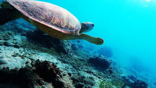 Turtle swimming in sea