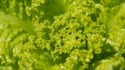 Close-up of lettuce plants