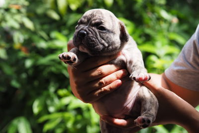 Close-up of hand holding small dog