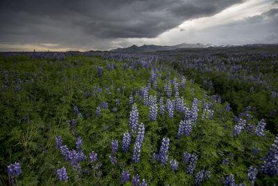 View of plants growing on field against sky