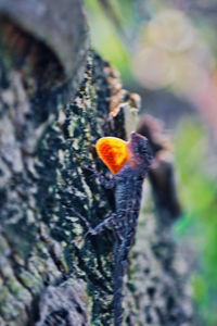 Close-up of mushroom growing on tree trunk