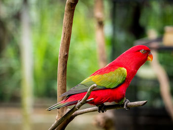 Close-up of chattering lory perching on plant in zoo