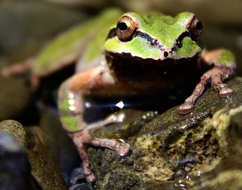 Close-up of frog on rock