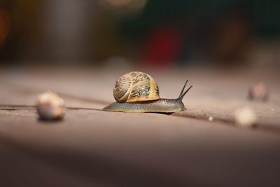 Close-up of snail